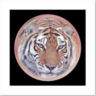 Tiger Wild Animal Safari Africa Jungle Feline World Nature Earth Posters and Art